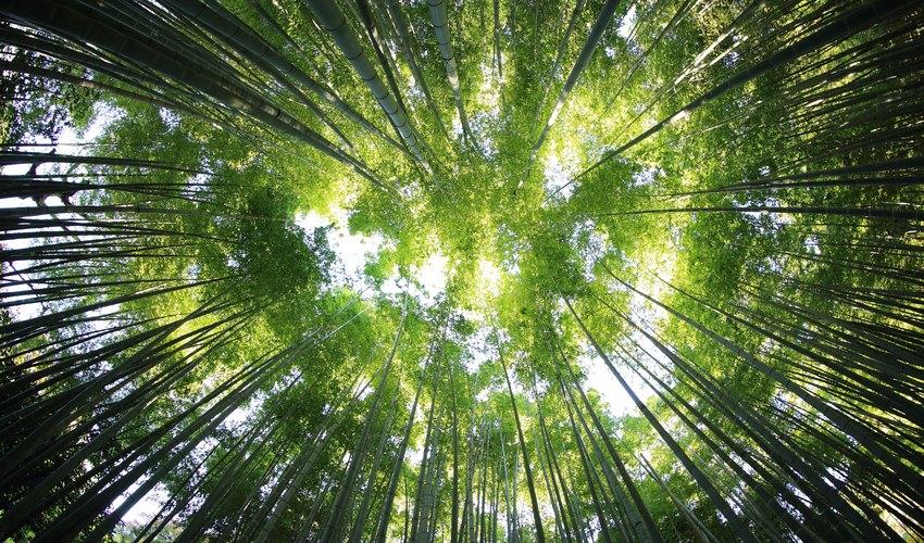 Giornata Internazionale delle Foreste: tutela, biodiversità e risorse per i territori