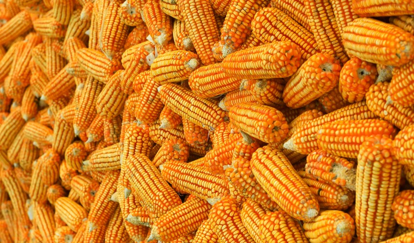 La Pietra: filiera del mais fondamentale per sistema agroalimentare italiano 
